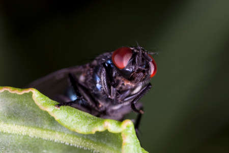fly tachinidae close upの写真素材