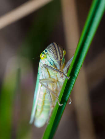little cicada on a leaf of a grassの写真素材