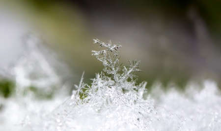 natural snowflakes on snow. the picture is made at a temperature of -10 C