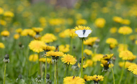 meadow dandelion flowers, nature background