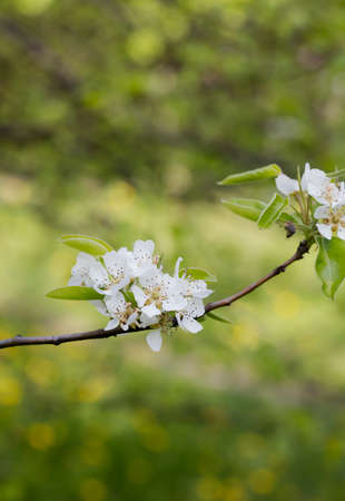 flower on the tree, flowering treeの写真素材