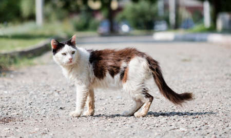 wild street catの写真素材