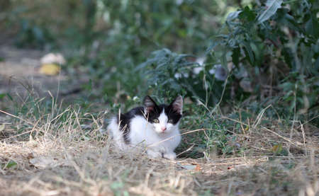 wild street cat
