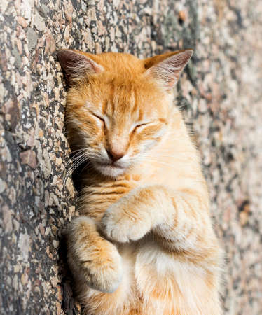 wild street catの写真素材