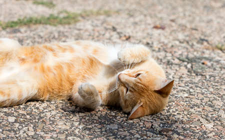 wild street cat
