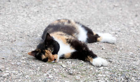 wild street catの写真素材