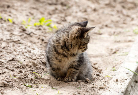 wild street catの写真素材