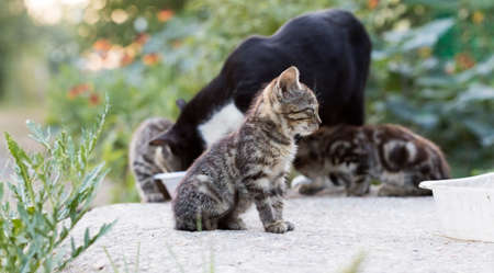 wild street catの写真素材