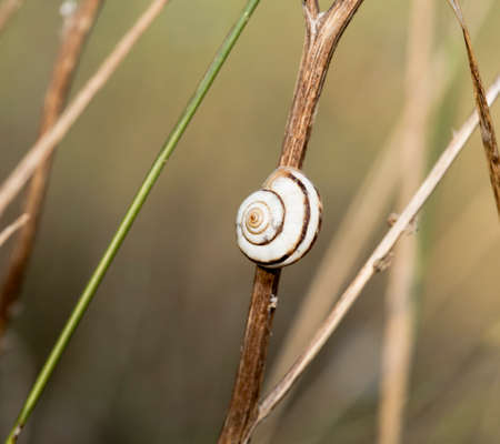 Snail on the grassの写真素材