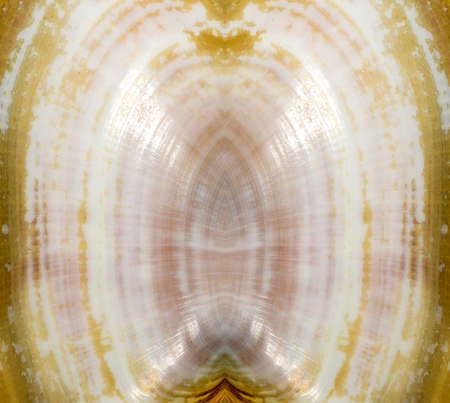 Abstraction background, shellの写真素材