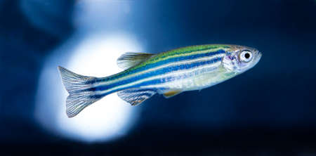 aquarium fishの写真素材