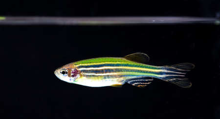 aquarium fishの写真素材