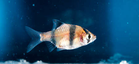 Aquarium fish, Barbus tetrazona in closeup shot