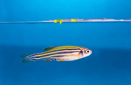 aquarium fish in closeup shotの写真素材