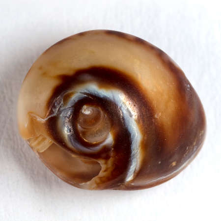 sea â€‹â€‹shell in closeup shot