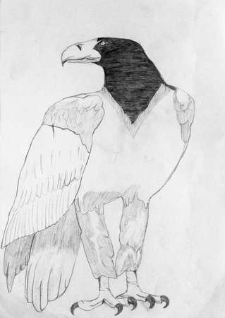 Pencil drawing, sketchの写真素材