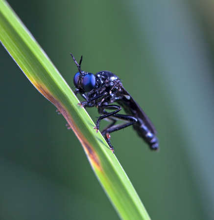 asilidae on a meadow, in a native habitat
