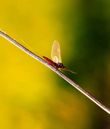 green drake is photographed on a meadow in a native habitatの写真素材