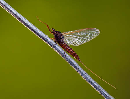 green drake is photographed on a meadow in a native habitatの写真素材