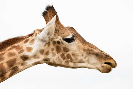 portrait of a giraffe isolated on whiteの写真素材