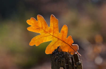 leaf of an oak on a tree trunk cut