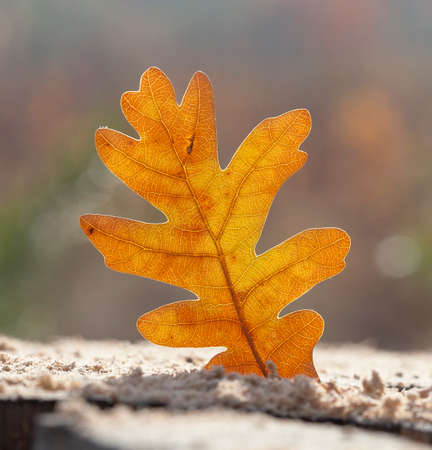 leaf of an oak on a tree trunk cutの写真素材