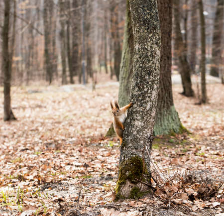 squirrel climbing on the tree