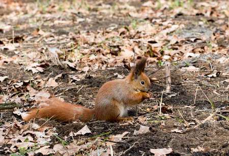 squirrelの写真素材