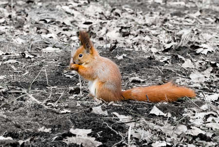 squirrel standing on the groundの写真素材