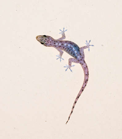 small gecko on the wallの写真素材