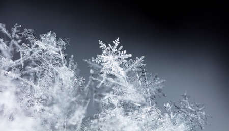 winter photo of snowflakes in the snow