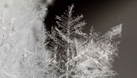 winter photo of snowflakes in the snowの写真素材