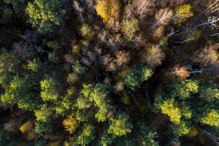 green forest, view from above