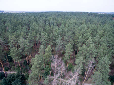 green forest, view from above