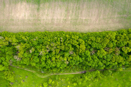 green forest, view from above