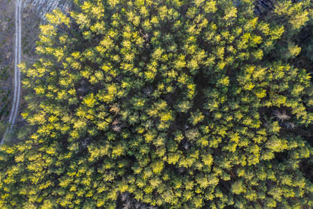 green forest, view from aboveの写真素材