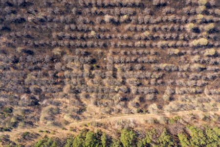 green forest, view from aboveの写真素材