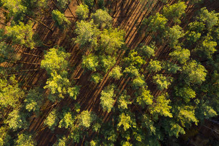 green forest, view from above