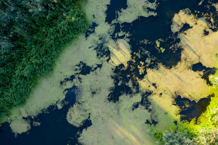 banks of a swampy river, view from aboveの写真素材