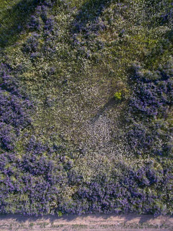 wild field, view from aboveの写真素材