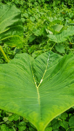 leaf with water droplets