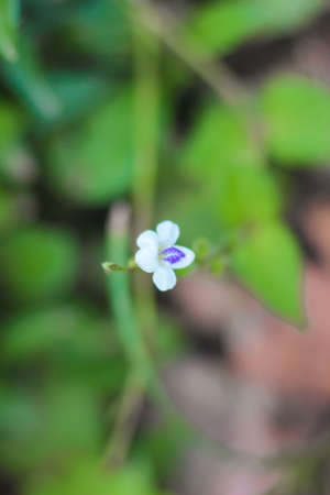 Green background blurred of the flower,の写真素材