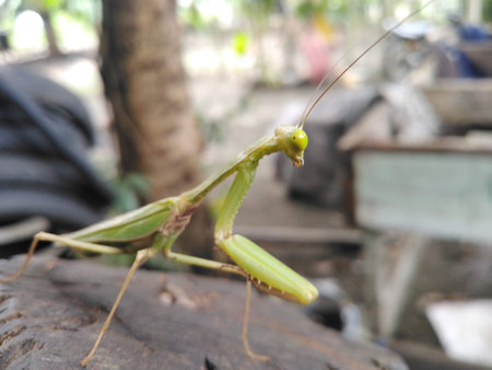grasshopperの写真素材