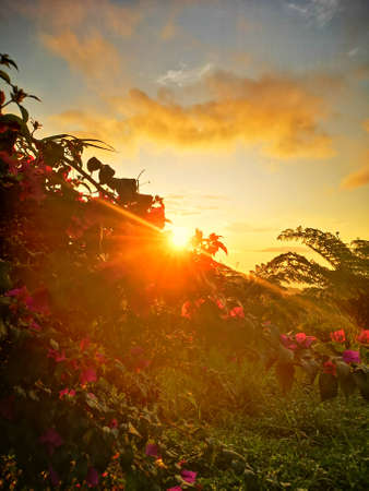 flowers and sky