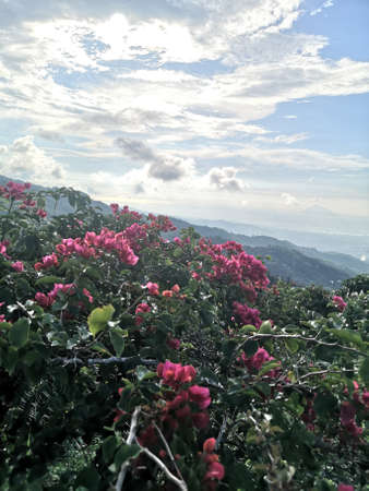 flowering plant and the beauty sky at the mountainの写真素材