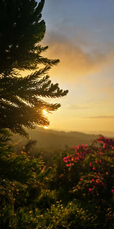 flower and sunsetの写真素材