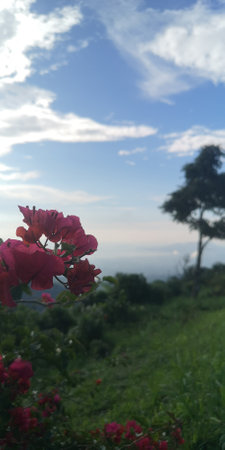 the flowers at the mountain.の写真素材