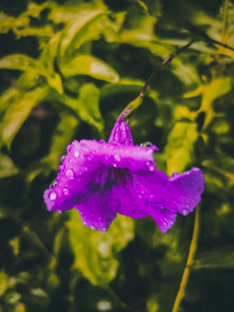 Purple flower with water droplets on the petals. Selective focus.