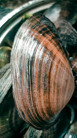 Close-up of fresh raw mussels in a metal bowl.の写真素材