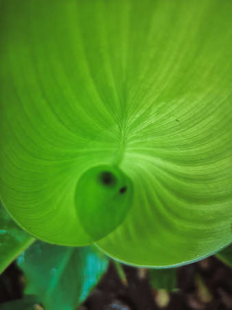 Close up of a green leaf of a plant in the garden.